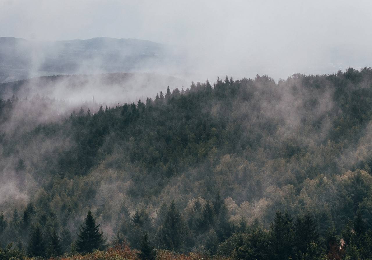 árvores de pinheiro recobertas por nuvens de chuva