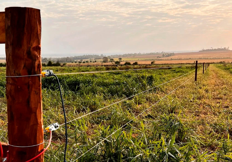 carca elétrica em pasto