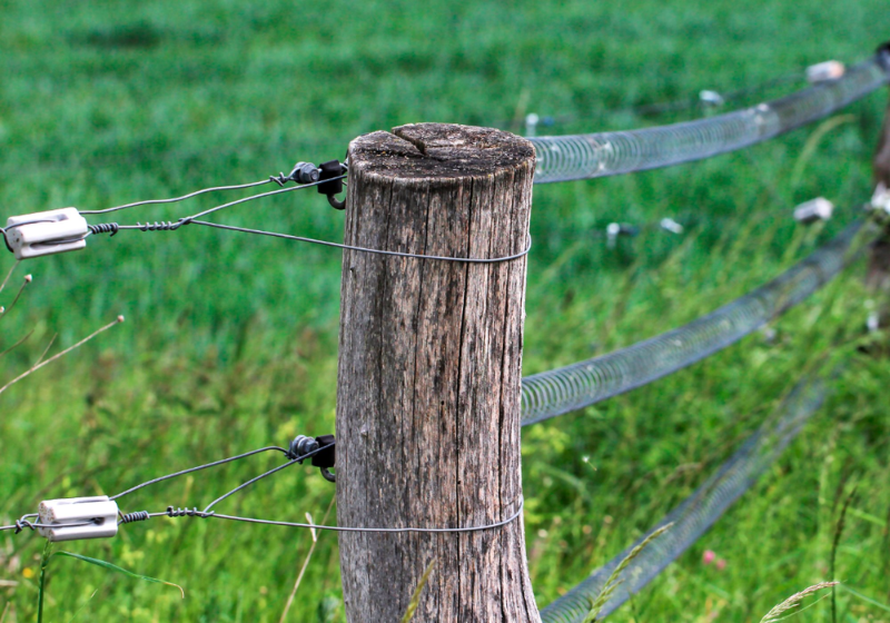 cerca elétrica em pasto verde