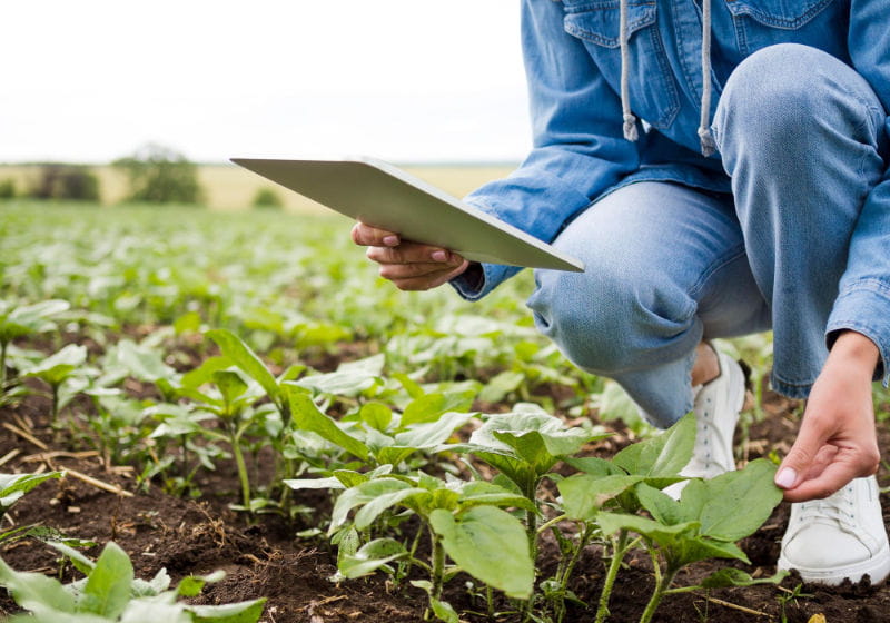 mulher no campo analisando as plantas e segurando um tablet