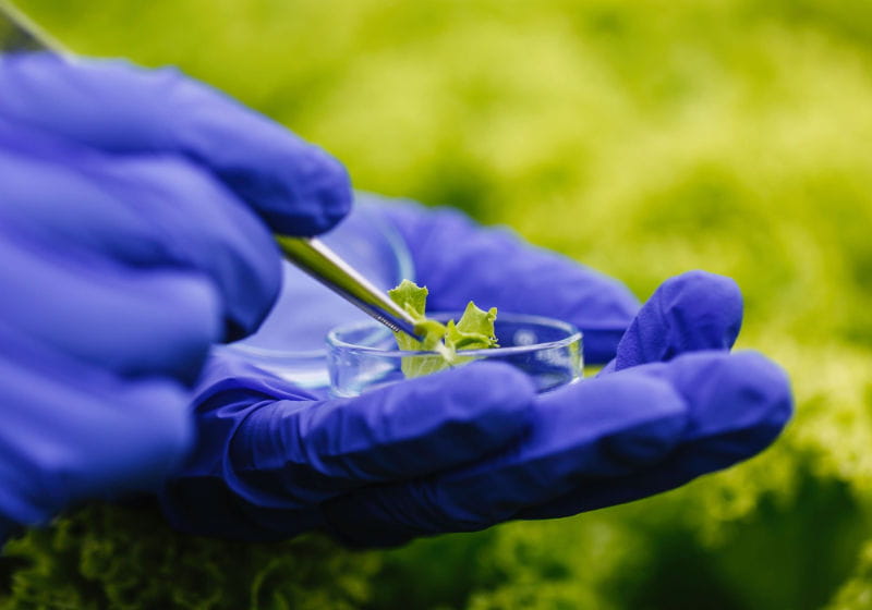 Mãos com luvas azuis, segurando potinho de análise com planta dentro 